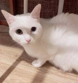 よりみち茶屋とおまわり