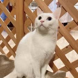 よりみち茶屋とおまわり