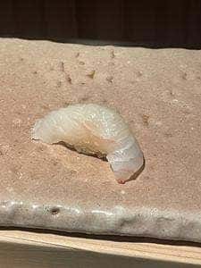 割烹すし のりを