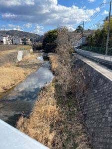 杢キリン