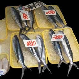 庄内観光物産館 おさかな市場