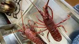 活魚センター 大昌