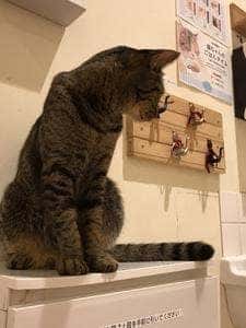 moff animal Cafe 高崎OPA店