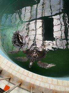 道の駅 紀宝町ウミガメ公園 売店 レストラン