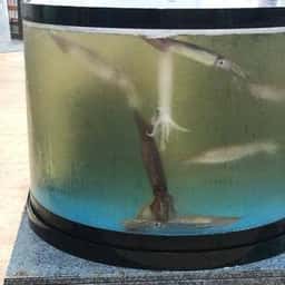 回転寿司 えりも岬 菊水元町店