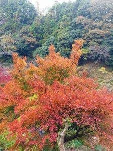 保木平珈琲 Murmure