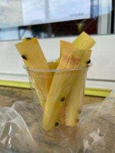 SUGAR CANE