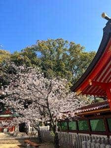 パーラーネムの樹