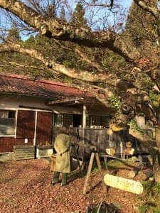安樹