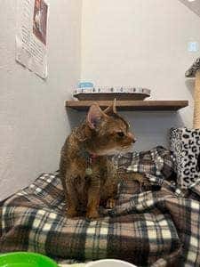 よりみちカフェ にゃん&ピース