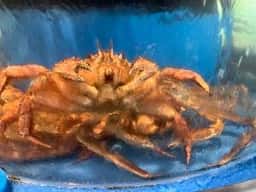 かに道楽 神戸ハーバーランド店