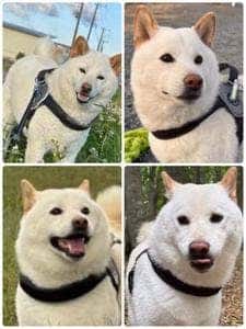 甘静舎