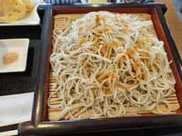 早蕨