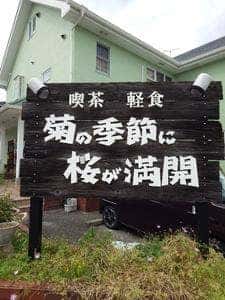 菊の季節に桜が満開