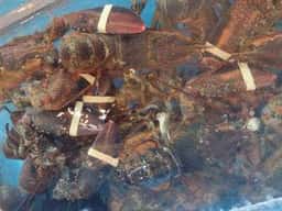 レッドロブスター 須磨海浜公園店