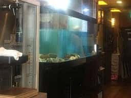施家菜