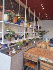 Frog cafe