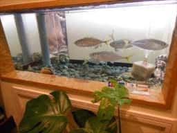 海鮮・活魚 わた屋