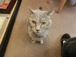 和風甘味処 ねこや