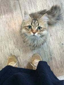 Moff animal cafe iiasつくば店