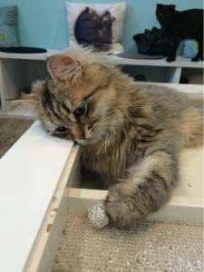 Moff animal cafe iiasつくば店