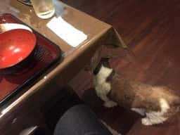 さくら館