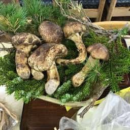 奥庭荘