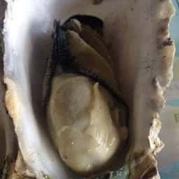高栄水産