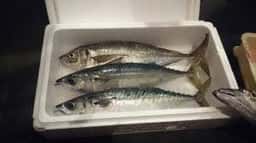 魚旬 うさぎ屋