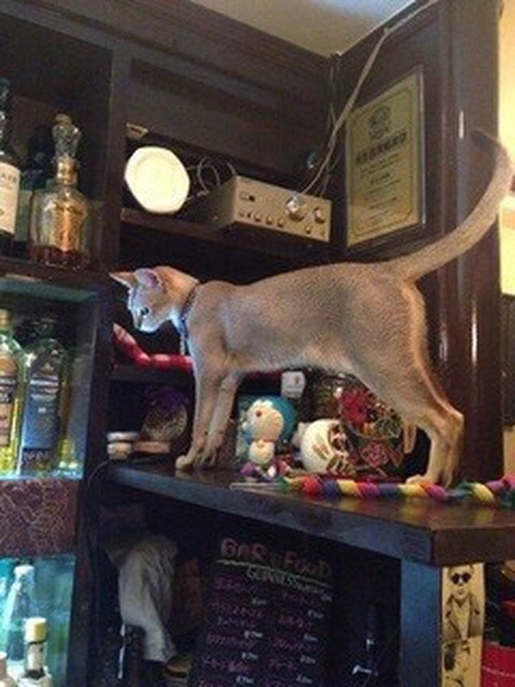 猫