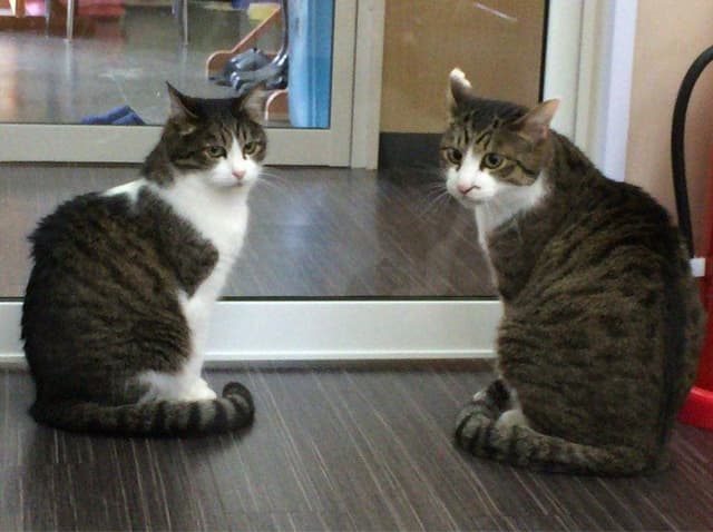 ねこがすき - サブ画像1