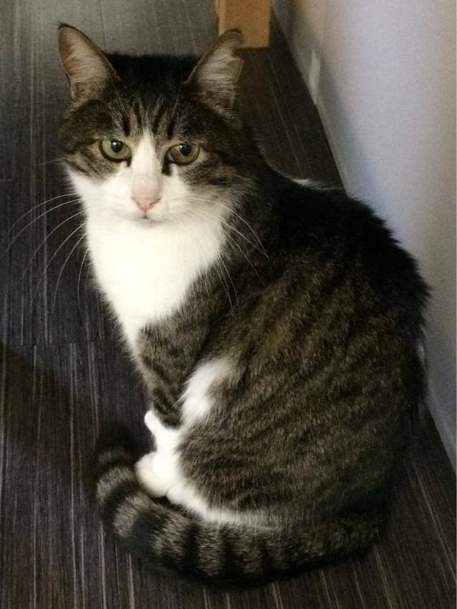 ねこがすき - サブ画像2