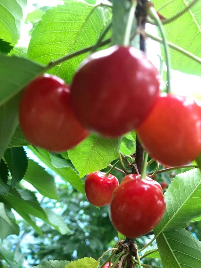 仲野観光果樹園 Fruits Cafe Rulave - サブ画像1