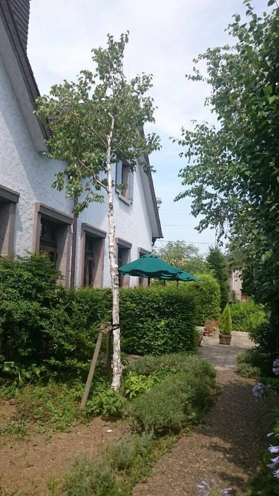8代 葵カフェ 東山魁夷記念館店 - サブ画像3