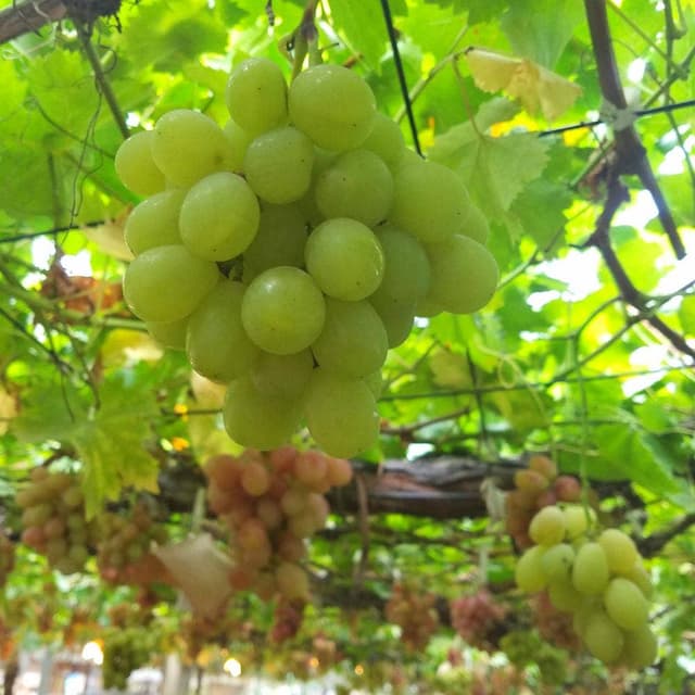 白根グレープガーデン - サブ画像3