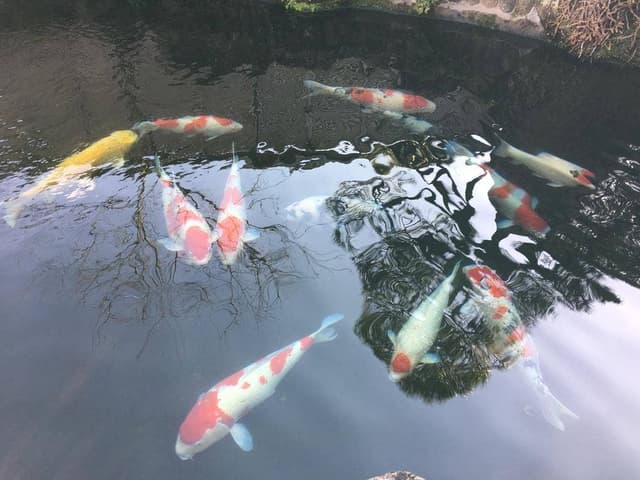 やま寿司 - サブ画像1