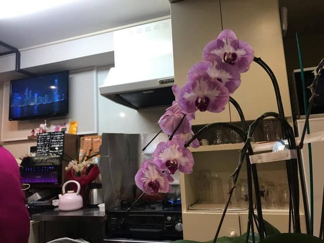歌謡&演歌のお店 紅とんぼ - サブ画像1