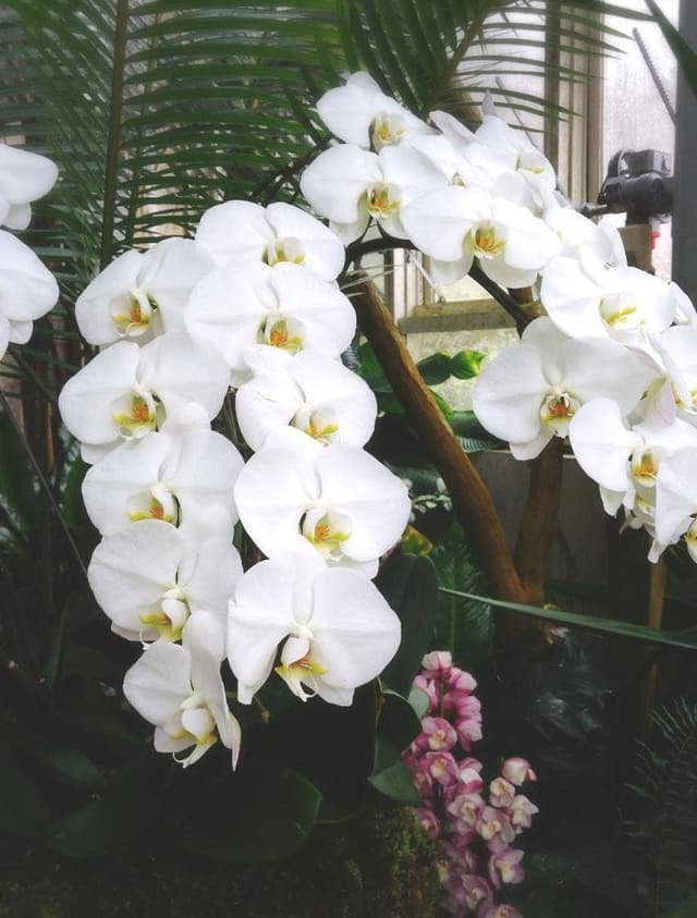 レストラン アルブル - サブ画像3