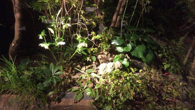 梅の花 さかい利晶の杜店 - サブ画像2