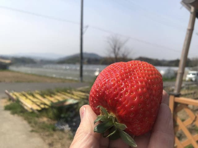 いちご畑の米夢ちゃん - サブ画像2