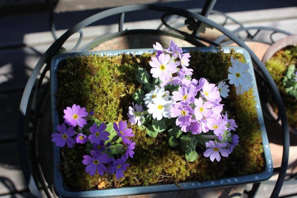 花と喫茶 さくや