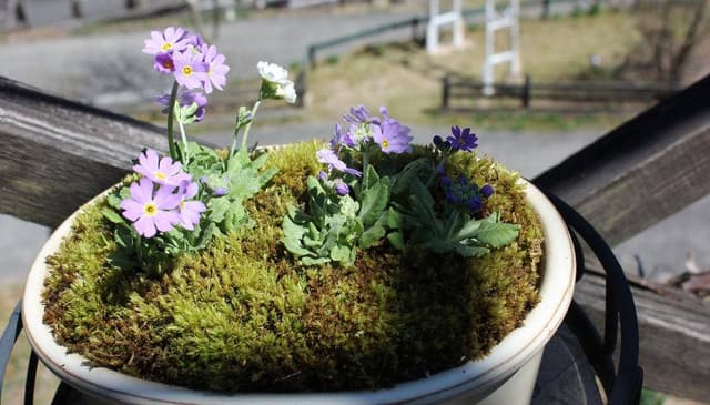 花と喫茶 さくや - サブ画像2