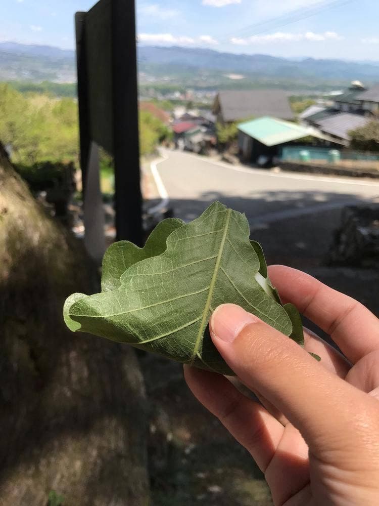 うさぎや製菓