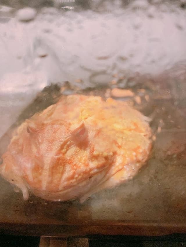 Reptiles Bar LIRIO - サブ画像3