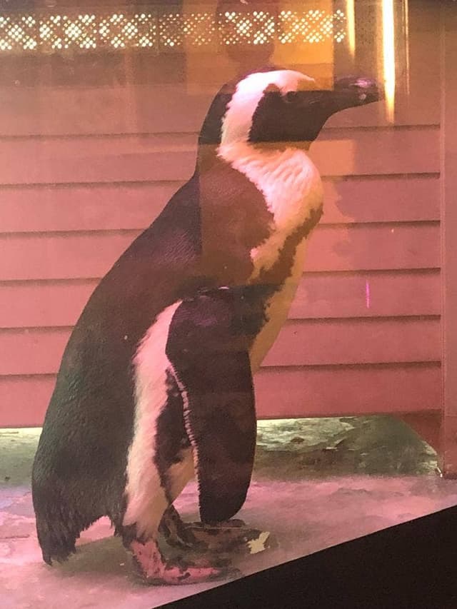 Penguin Bar Fairy - サブ画像1