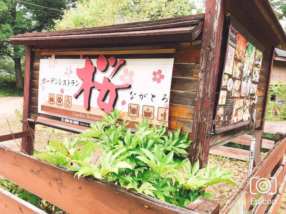 桜ながとろ