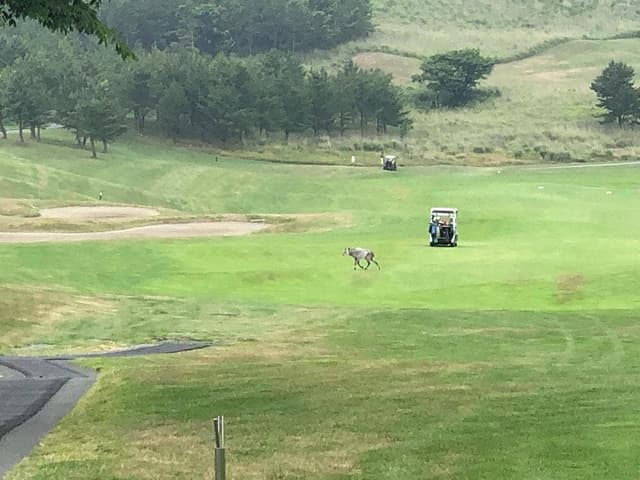 レストラン シーグランス 夏泊ゴルフリンクス - サブ画像2