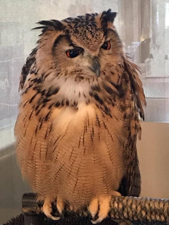 フクロウカフェクルー - サブ画像3