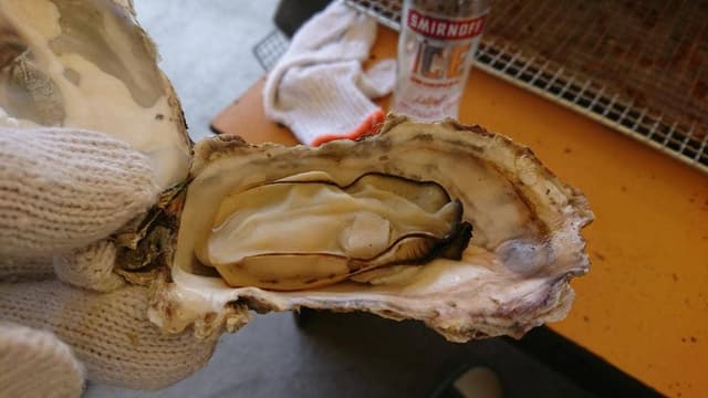 かき小屋 仙台港 - サブ画像1