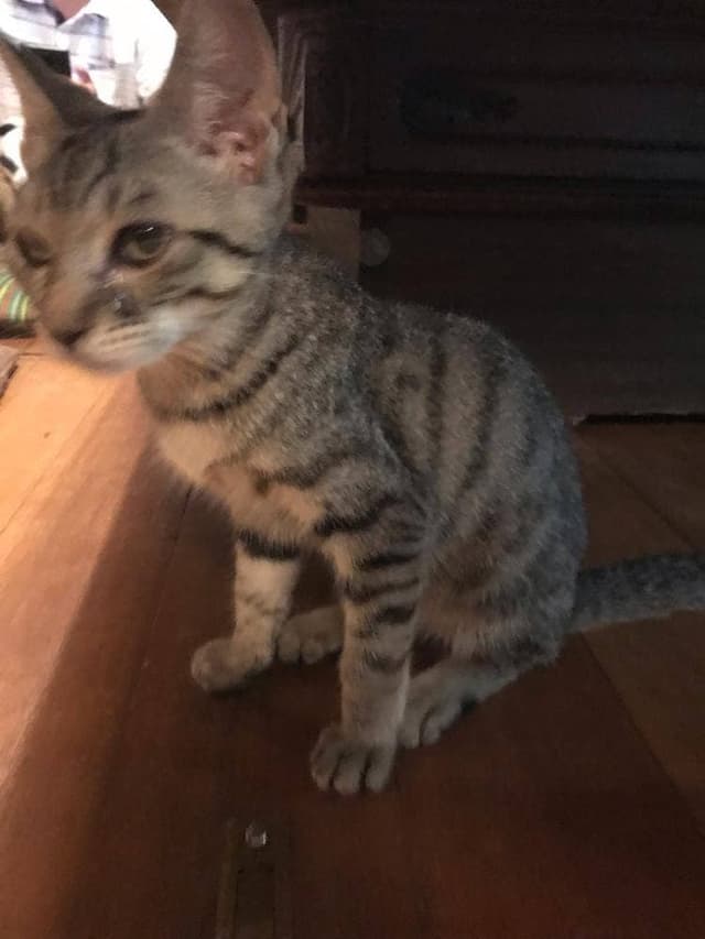 猫カフェ なーごなーご - サブ画像1